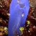 amphipod_ladybug_ph_hsb_r_v_0093_kom2010.jpg